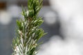 Winter\'s Embrace: Snow-Kissed Pine Bough