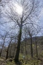 Winter\'s Embrace: A Tranquil Scene of a Bare Tree Forest in Cantabria, Spain, Under a Frosty Sky