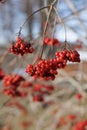 Winter\'s Radiance: Close-up Viburnum Branches Amid Sunlit Forest Backdrop