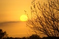 Sunset on winters day with tree silhouette