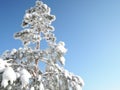 Winter`s tale in an evergreen landscaped garden. Snow on branches of Austrian pine or black pine Pinus Nigra . Close-up. Clear