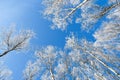 Winter`s Tale in northeast  China Royalty Free Stock Photo