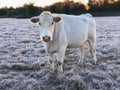 Winter's Vigilance: Portrait of a Lone White Bull on a Frosty Ranch