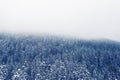 Winter's Wonderland: A Tapestry of Snow in the Forest