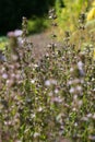 Winter savory herb