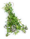 Winter Savory (isolated on white) Royalty Free Stock Photo