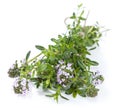 Winter Savory (isolated on white) Royalty Free Stock Photo