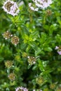 Winter Savory Plant