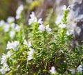 Winter Savory Satureja Montana with small blossoms of pale lavender color in sunlight, province Salerno, Italy. Selective Foc