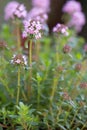 Winter savoury Satureja montana, pink flowering plant Royalty Free Stock Photo