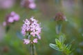 Winter savoury Satureja montana, pink flowers in close-up