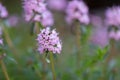 Winter savoury Satureja montana, pink flowers