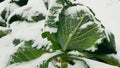 Winter savoy cabbage vegetable field snow covered frost bio detail leaves leaf heads Brassica oleracea sabauda close-up Royalty Free Stock Photo