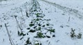 Winter savoy cabbage vegetable field snow covered frost bio detail leaves leaf heads Brassica oleracea sabauda close-up