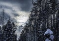 Winter Scandinavian pine tree forest with the passage in the middle. View over higher parts of trees with heavy dark blue winter Royalty Free Stock Photo