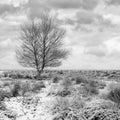 Winter scene with bald tree in snow covered heath-land, Regte Heide, Goirle, The Netherlands