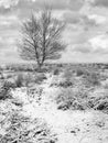 Winter scene with bald tree in snow covered heath-land, Regte Heide, Goirle, The Netherlands