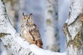 Winter scene with Big Eastern Siberian Eagle Owl, Bubo bubo sibiricus, sitting in the birch tree with snow in the forest