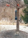 Nature Scene with Squirrel, Northern Flicker & Cardinals Flying Royalty Free Stock Photo