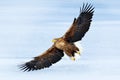 Winter scene with bird of prey. Big bird with snow. Flight White-tailed eagle, Haliaeetus albicilla, on thy dark blue sky, with w Royalty Free Stock Photo