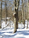 Winter Scene of Birdhouse in a Tree