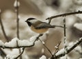 Winter scene with a black capped chickadee, poecile atricapillus Royalty Free Stock Photo