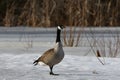 Winter scene of a Canada Goose in the snow Royalty Free Stock Photo