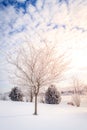 Winter scene in Central Kentucky Royalty Free Stock Photo