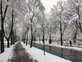 Winter scene in the city. Peaceful winter atmosphere in city park with snowy trees. Royalty Free Stock Photo