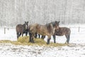 Winter scene with horses standing in a field in the snow while eating hay Royalty Free Stock Photo