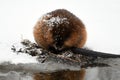Winter scene of a cute little muskrat eating along the edge of a frozen river