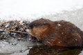 Winter scene of a cute little muskrat eating along the edge of a an opening in the ice