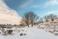 Winter scene in Dutch national park Veluwe