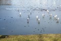 Winter Scene featuring bright sunny day, blue sky, frozen lake water with a flock of seagulls sunbathing Royalty Free Stock Photo