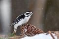Downy Woodpecker sitting perched on a pine cone Royalty Free Stock Photo