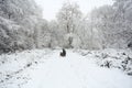 A winter scene of the footpath and the trees covered in snow and an English Springer Spaniel Dog and his owner walking in Balls Wo Royalty Free Stock Photo