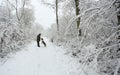 A winter scene of the footpath and the trees covered in snow and an English Springer Spaniel Dog and his owner walking in Balls Wo Royalty Free Stock Photo