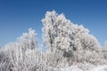 Winter scene - forest covered with snow Royalty Free Stock Photo