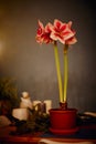 Winter scene with fresh pink amaryllis, branch of cones, cones in ceramic cup, old authentic vintage lantern with candle Royalty Free Stock Photo