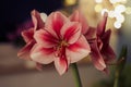 Winter scene with fresh pink amaryllis, branch of cones, cones in ceramic cup, old authentic vintage lantern with candle Royalty Free Stock Photo