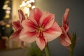 Winter scene with fresh pink amaryllis, branch of cones, cones in ceramic cup, old authentic vintage lantern with candle Royalty Free Stock Photo