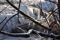 Winter scene: frozen tree on a lake shore