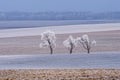 Winter scene, frozen trees on winter field Royalty Free Stock Photo