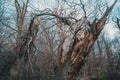 Winter scene of a gnarled, twisted dead tree trunk with rough bark and broken branches standing amid dense leafless forest under a Royalty Free Stock Photo