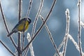 Winter scene of a Great Tit resting on a leafless, frost-covered branch. Royalty Free Stock Photo