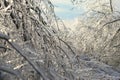 Winter scene, ice covered trees