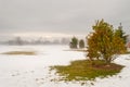 Winter scene with isolated shrub with melting snow on ground. Royalty Free Stock Photo