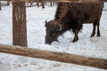 Winter scene.Large brown European bison stands in a snow near fence. Portrait of an adult male bison on the farm. Cloudy Royalty Free Stock Photo