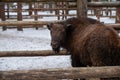 Winter scene.Large brown European bison stands in a snow near fence. Portrait of an adult male bison on the farm. Cloudy Royalty Free Stock Photo