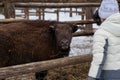 Winter scene.Large brown European bison stands in a snow near fence. Portrait of an adult male bison on the farm. Cloudy Royalty Free Stock Photo